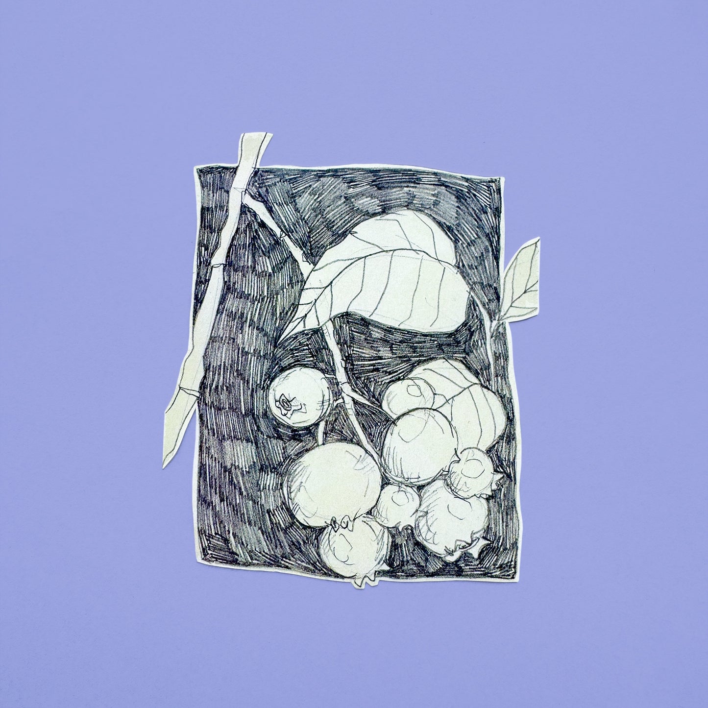Pencil Botanical Berry Illustration Sticker