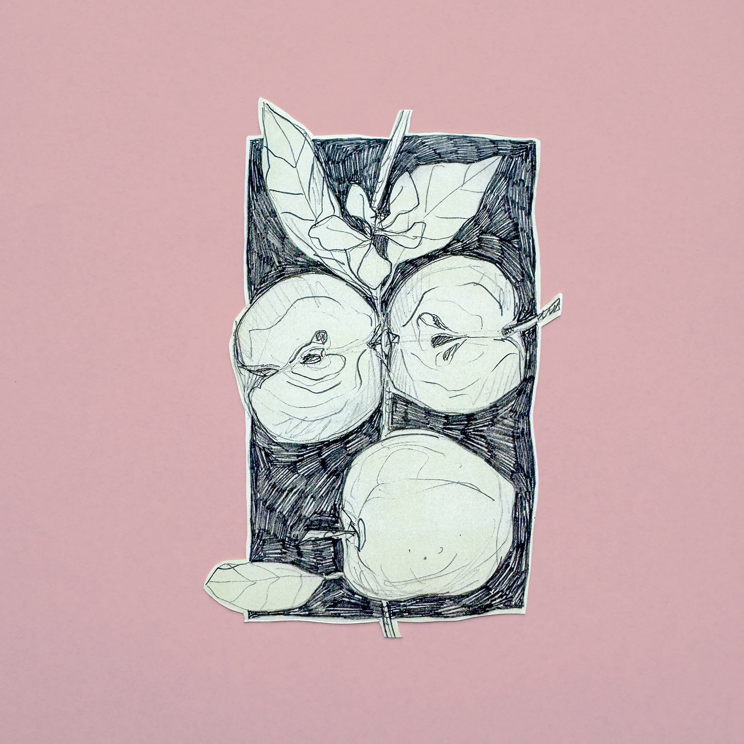 Pencil Botanical Apple Illustration Sticker