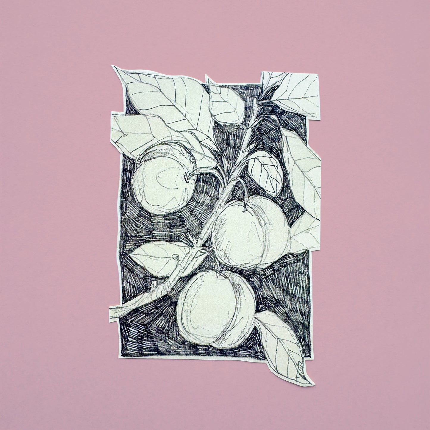 Pencil Botanical Peach Illustration Sticker