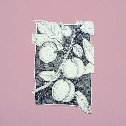 Pencil Botanical Peach Illustration Sticker