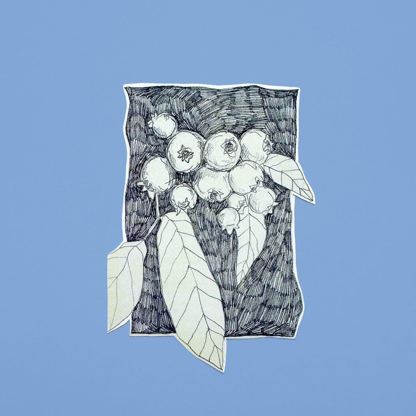 Pencil Botanical Berry Illustration Sticker II