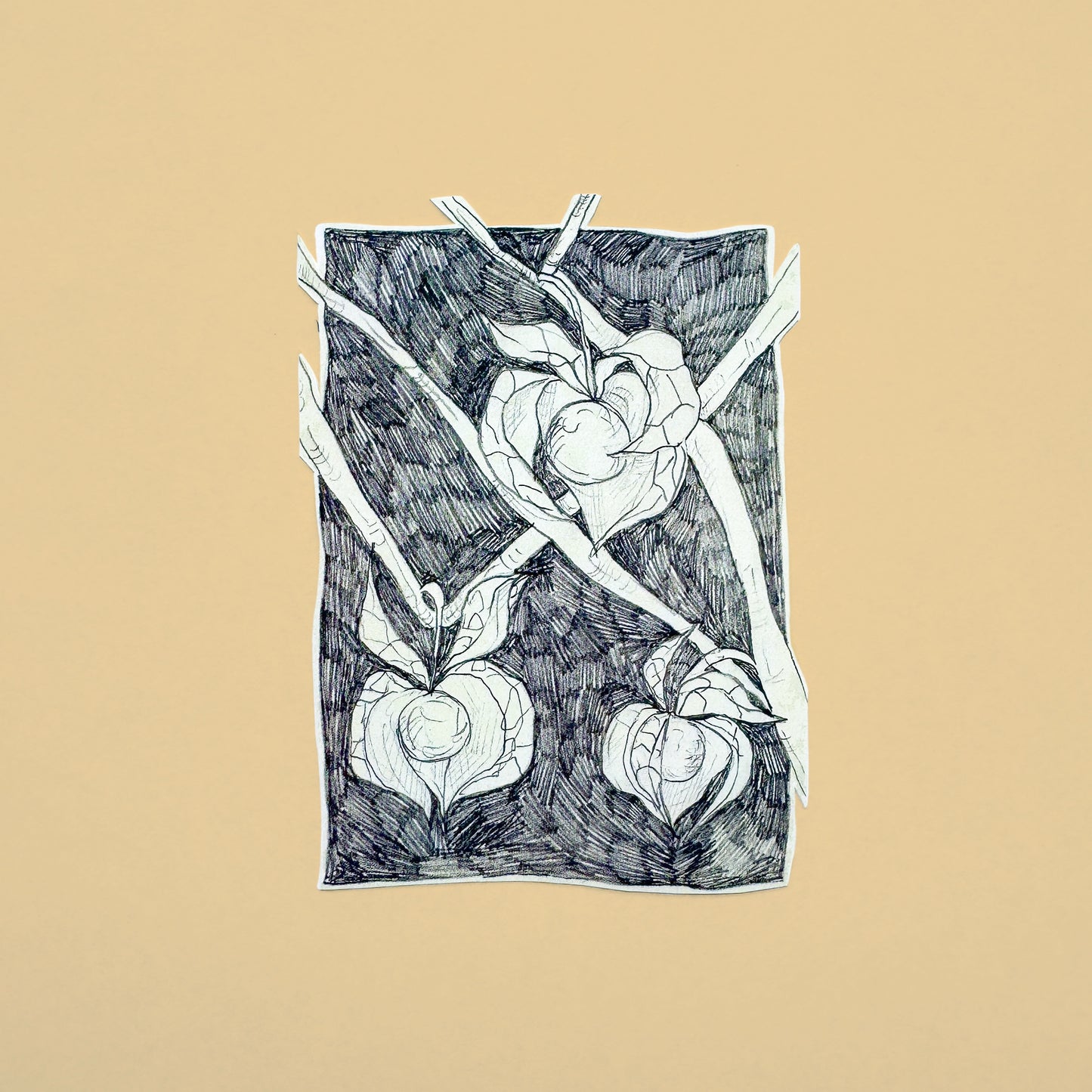 Pencil Botanical Goldenberry Illustration Sticker