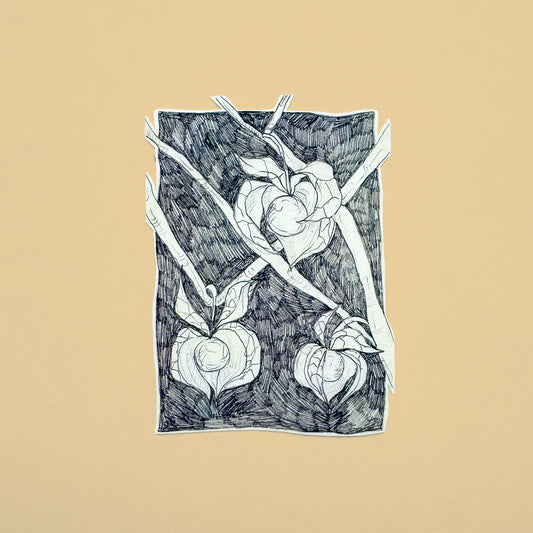 Pencil Botanical Goldenberry Illustration Sticker