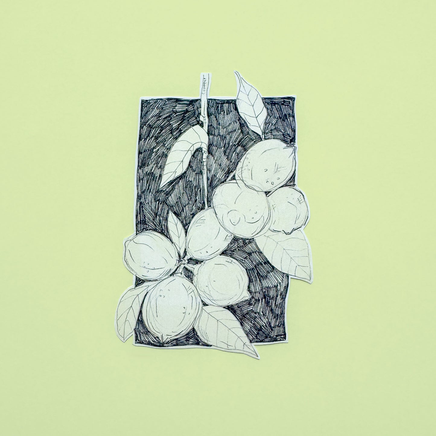 Pencil Botanical Lemon Illustration Sticker