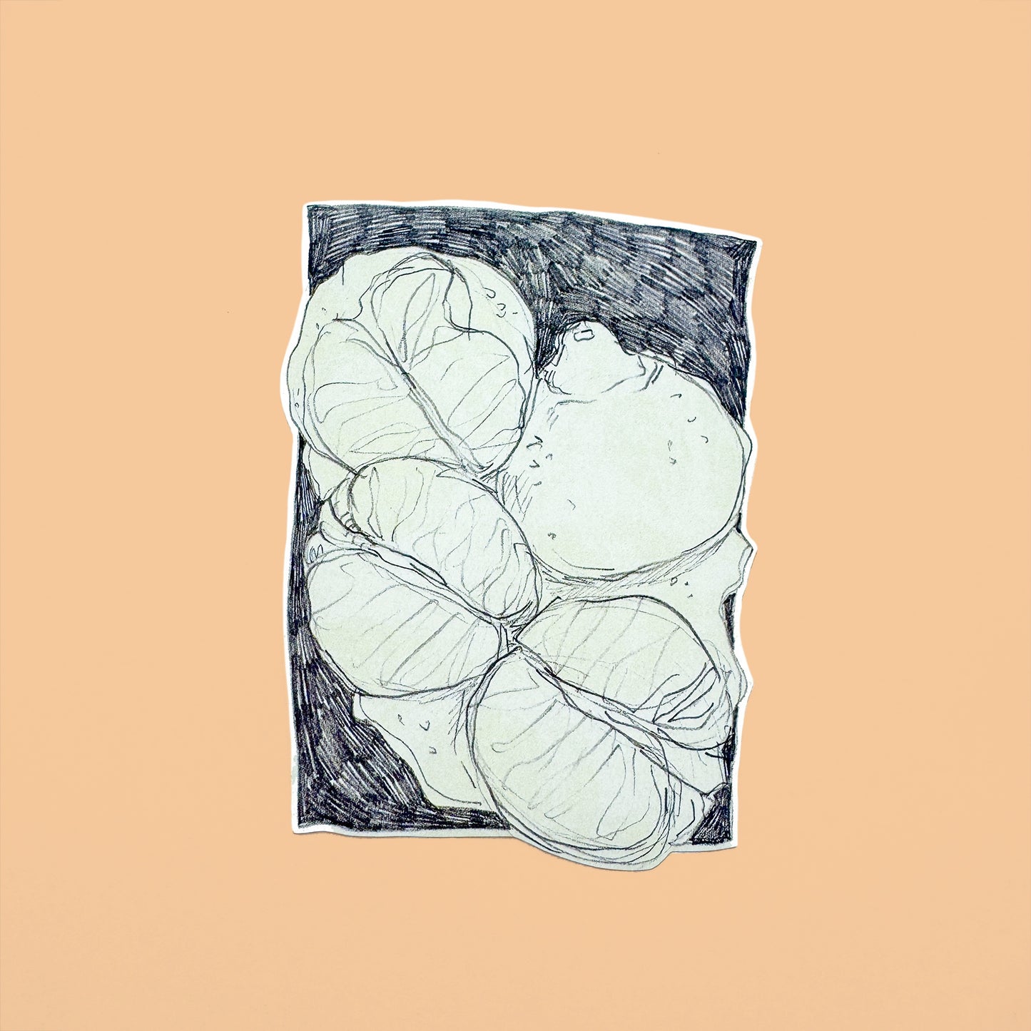 Pencil Botanical Tangerine Illustration Sticker