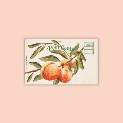 Apricot Sticker
