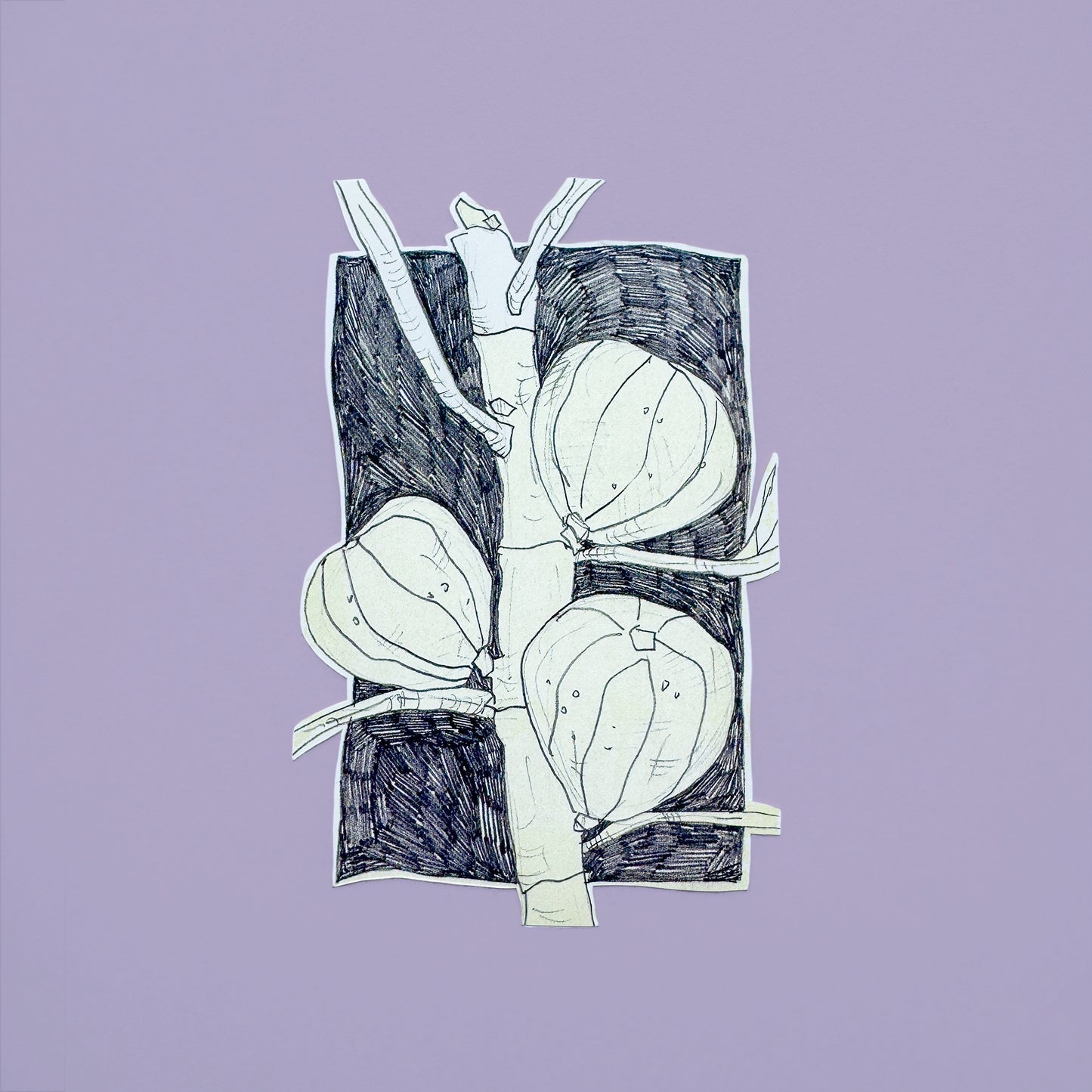 Pencil Botanical Fig Illustration Sticker