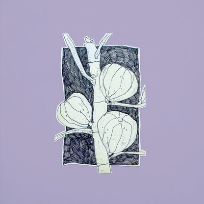 Pencil Botanical Fig Illustration Sticker